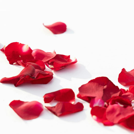 A scattered arrangement of dried red rose petals on a white surface.
